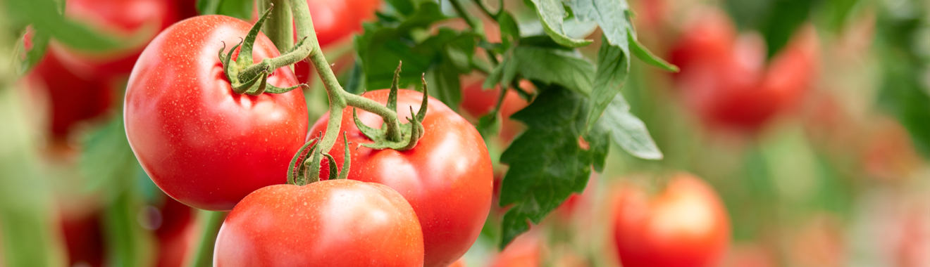 Tomato & Apple Juice Concentrate